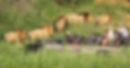 lion_sands_safari_4_game_drive-1_preview