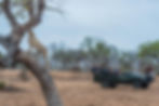 safari_2