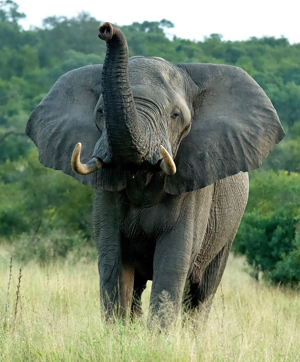 Elephant on Game Drive