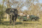 Sabi sand Safari Singita Castleton