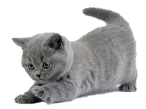 gato.png