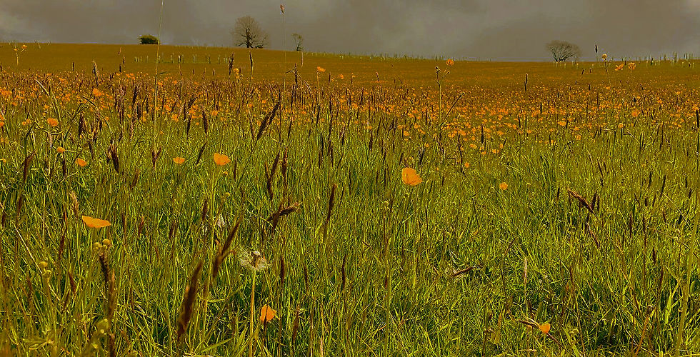Buttercup field landscape3_edited.jpg