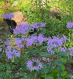 Harwinton Land Trust Indian Meadow