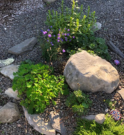 Town Hall Native Rock Garden