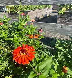 Pollinator garden at historic Miller house