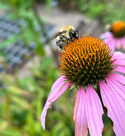WCSU Garden 1