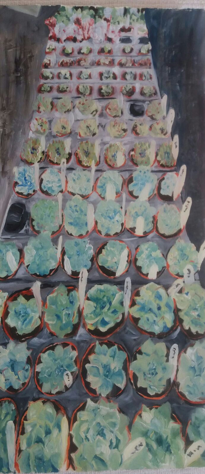 Cacti of Cornwall