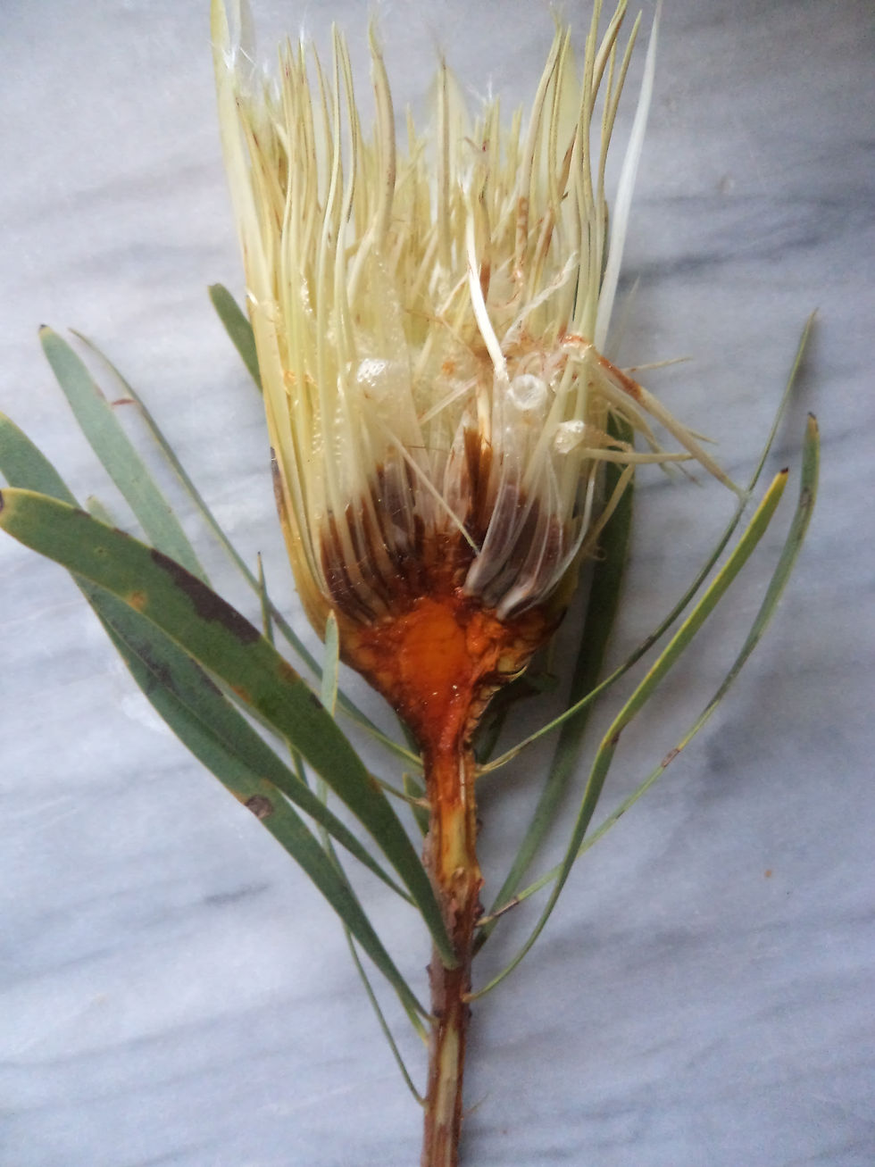 Protea sliced ii