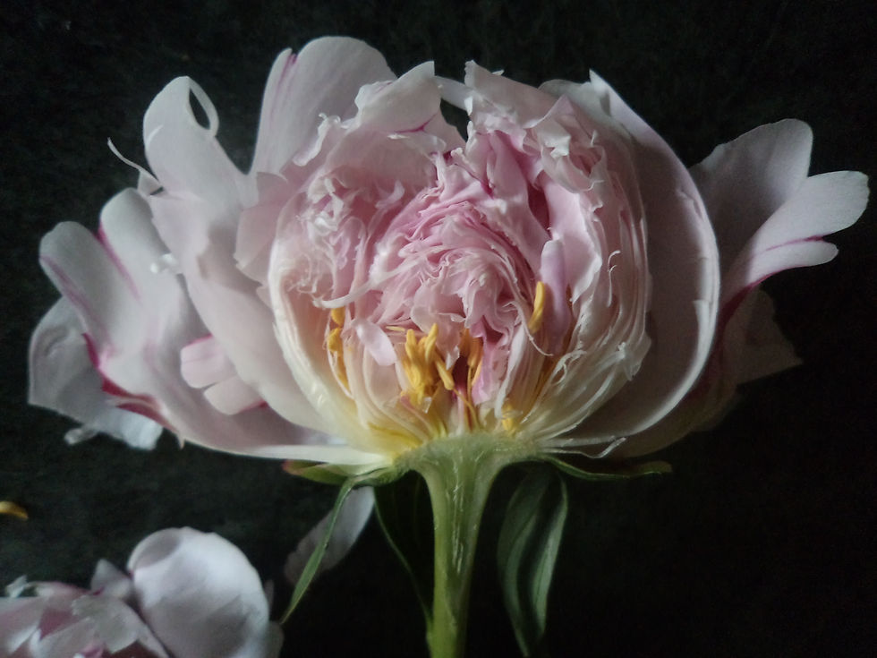 Peony revealed ii