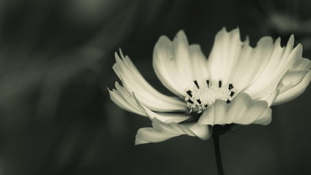 Life Update: Poetry Book Cover Reveal!