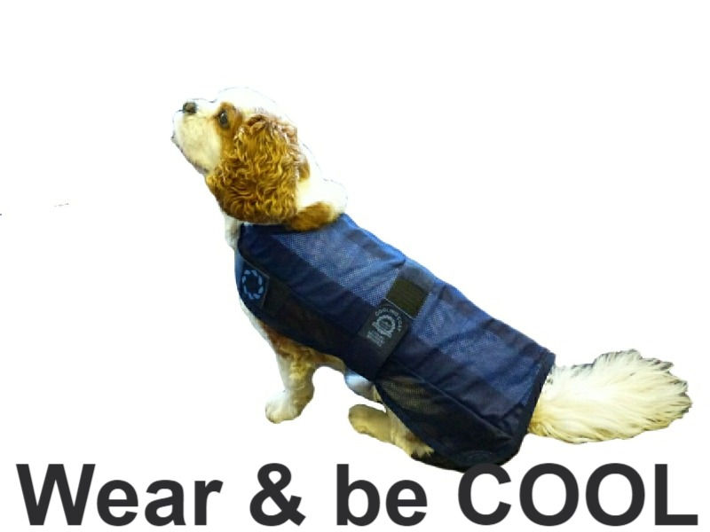 Thumbnail: Doggie Cool Coat