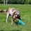 Thumbnail: Pawty Champagne