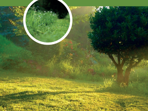 SURFACES ENHERBÉES vivez-les au naturel !