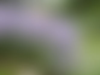 Sauge de Russie (Perovskia)