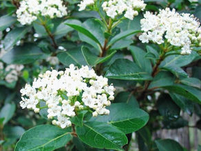Spirée de Thunberg (Spiraea thunbergii) adaptée en Lorraine