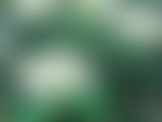 Laurier Tin (Viburnum tinus)