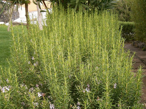 Romarin officinal (Rosmarinus officinalis)