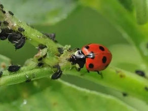 Les auxiliaires du jardin : une défense naturelle contre les nuisibles