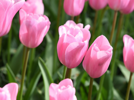 Comment survivre à votre Tulipe : Guide d'entretien pour l'esclave (consentant) du jardin