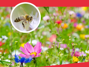 LES POLLINISATEURS AU JARDIN des acteurs essentiels dans tous nos Ecosystèmes