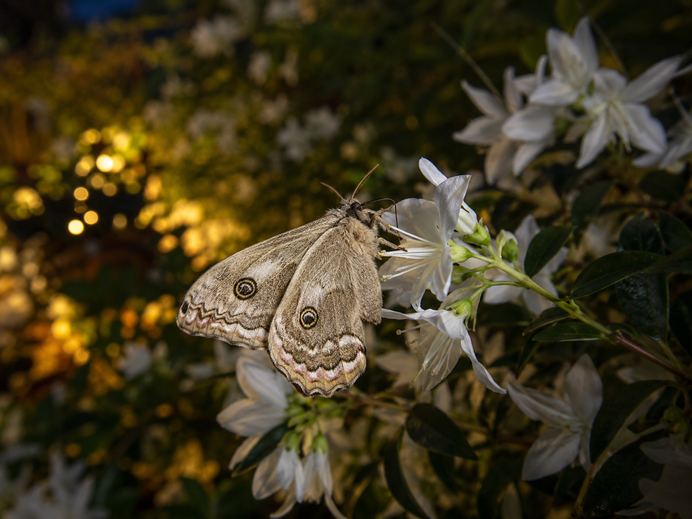 papillon explorant un jardin favorable à la biodiversité