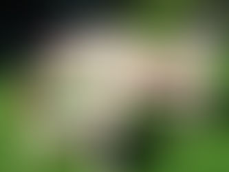 🌲Le cèdre et les rondins de bois : des alliés naturels pour l’aménagement extérieur