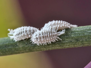 J’ai des cochenilles dans mon jardin : et si la pire erreur était de les traiter ?