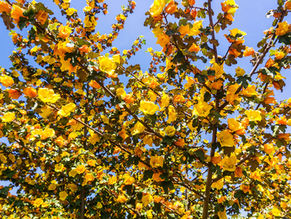Frémontodendron californicum