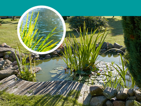 LES BASSINS entre l'eau et le végétal