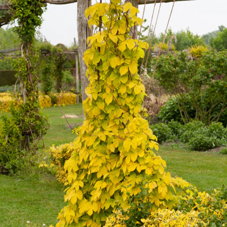 le houblon doré