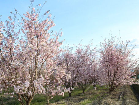 🌸 Un cerisier qui fleurit en hiver : une curiosité végétale étonnante ❄️