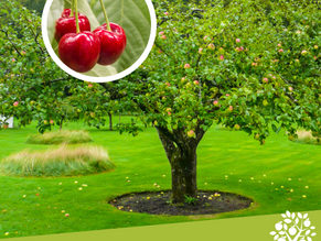 LES ARBRES FRUITIERS Tous les goûts sont permis !