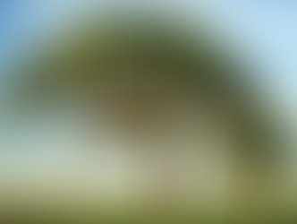 Un arbre dans votre jardin ? C’est en fait un employé que vous ne payez pas.