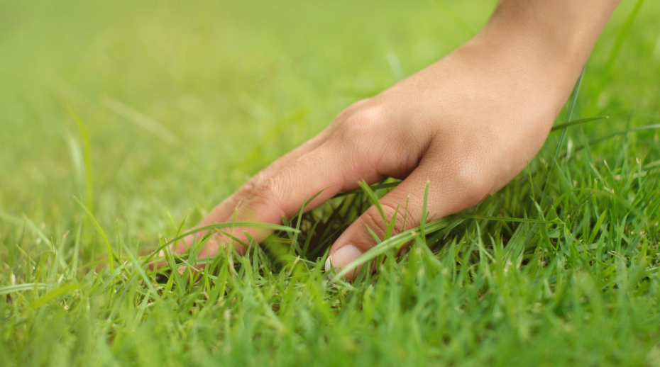 Bien plus qu'une couleur : pourquoi un "beau" gazon est votre meilleur allié (et pas pour épater les voisins)