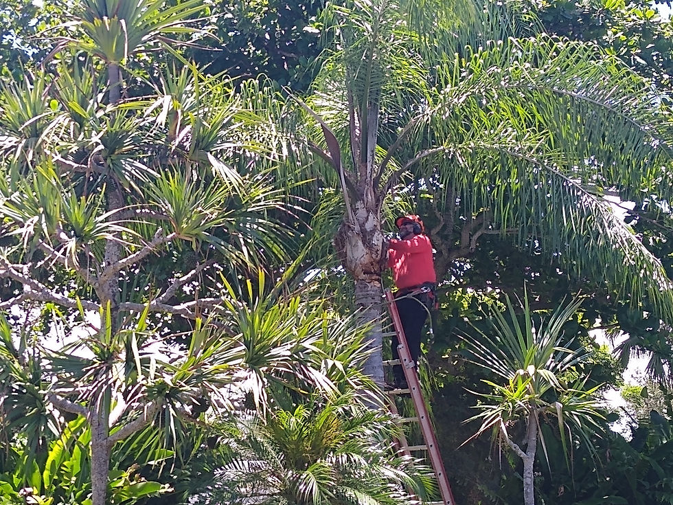 Tree Trimming done by Treeman Tony in Miami, Dade County