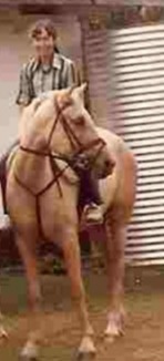 a palomino horse ridden by a young woman