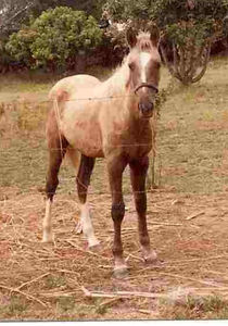 a palomino foal