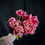 Miniature : Bouquet de tulipes fraiches - Cornet