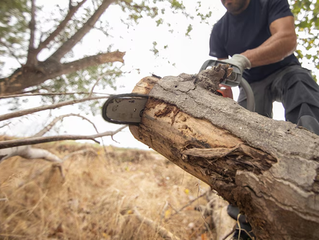 Top Signs a Tree Needs Removing Before It Becomes Hazardous