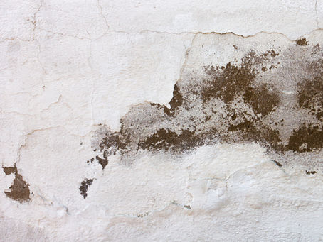 Benefits of Professional Damp Surveys Before Buying a Property