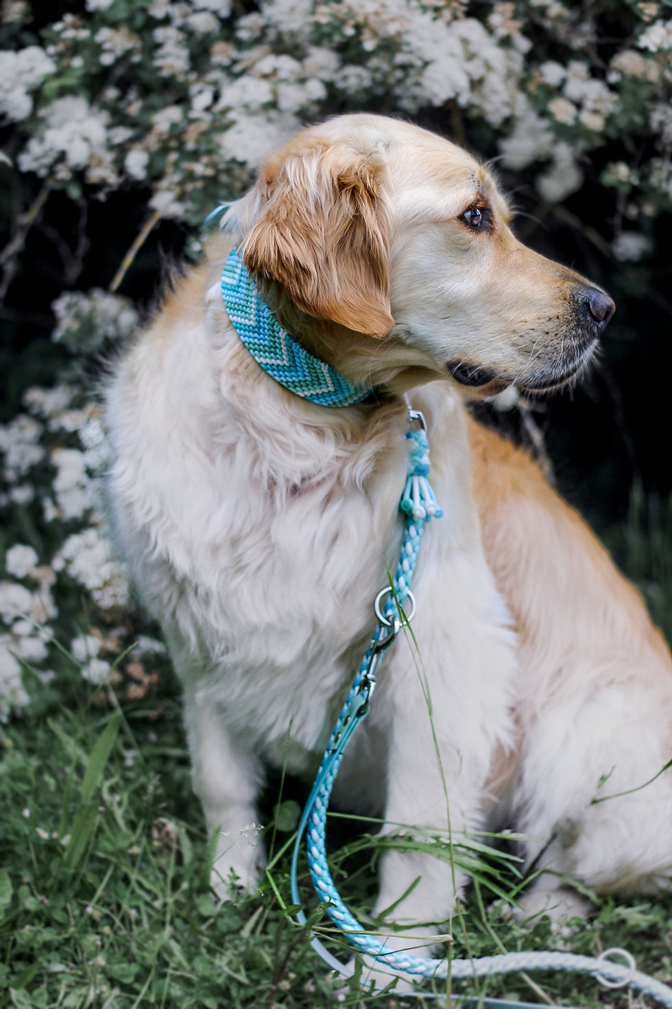 Miniaturbild: TONIS OCEAN PAWS HALSBAND/LEINE