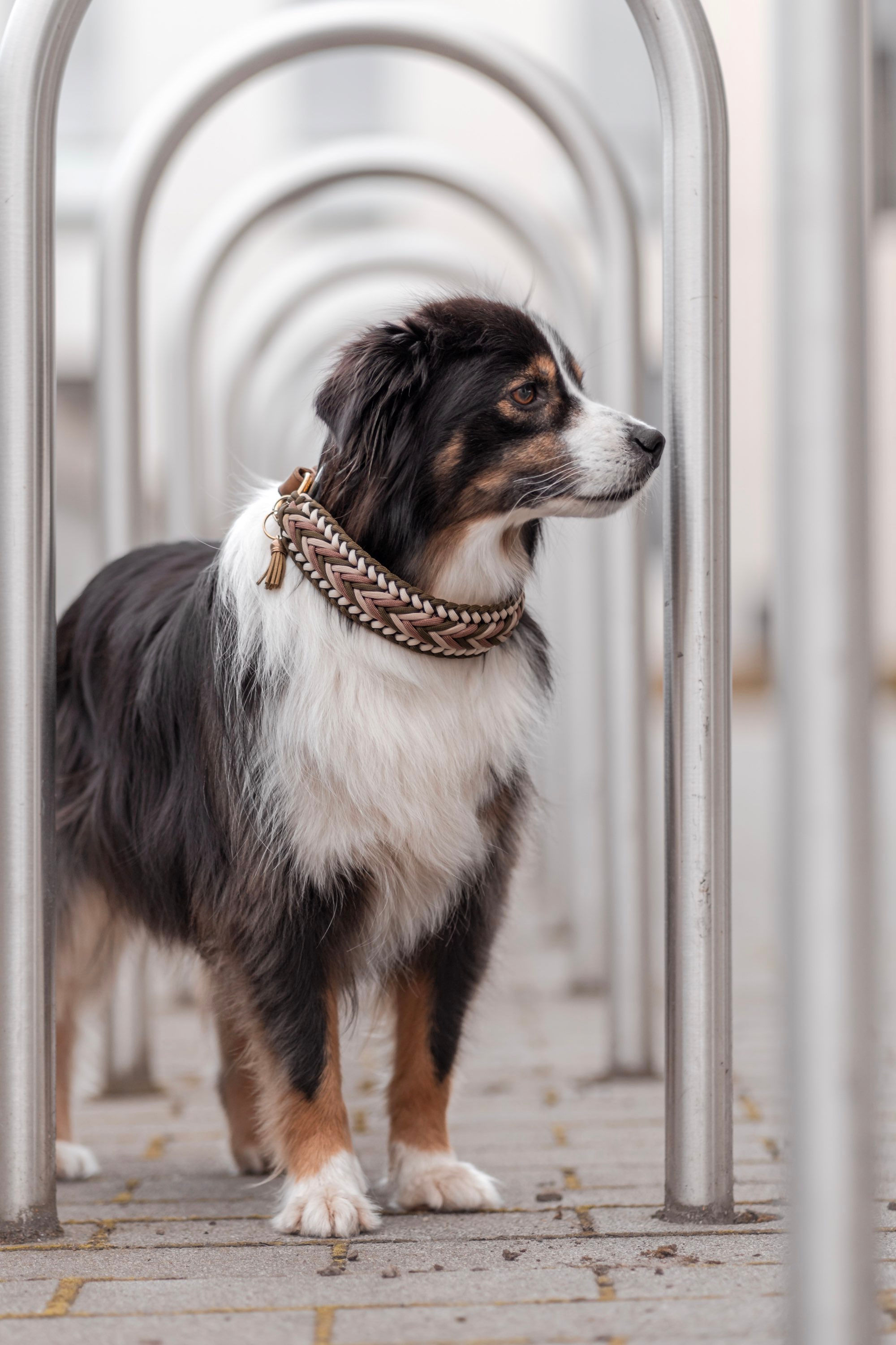 Halsbandmodell Minnessota