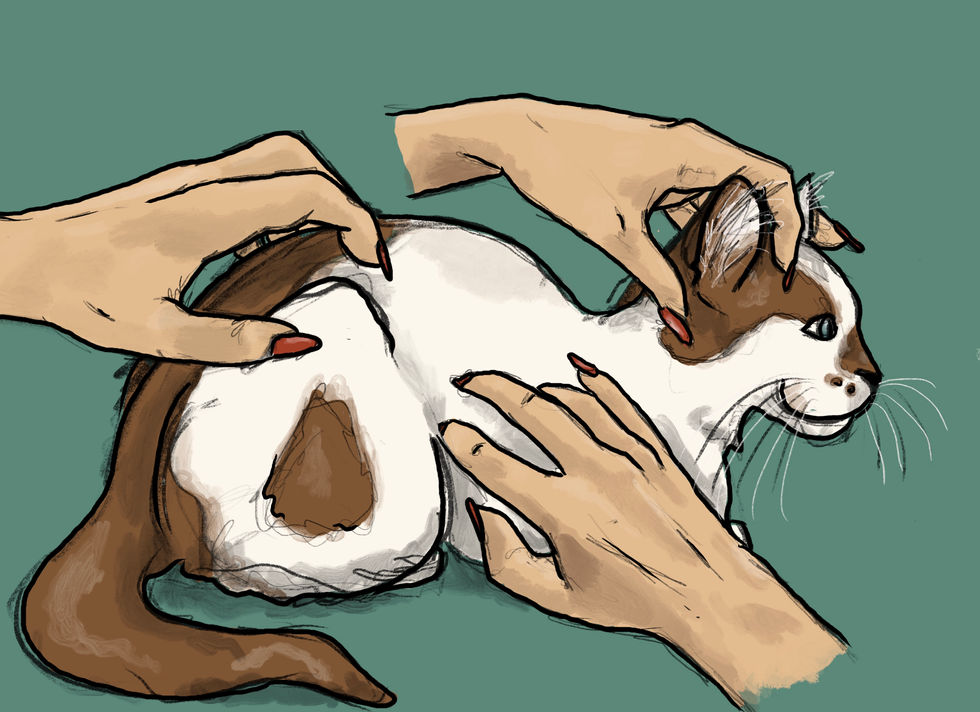 Katzenleben