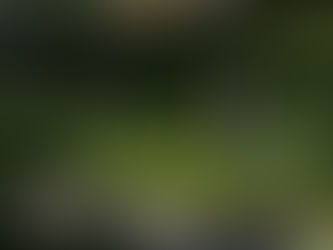 Gemüsebeet im Gewächshaus anlegen: Tipps für Anfänger