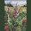 Thumbnail: Framed Mini-Print