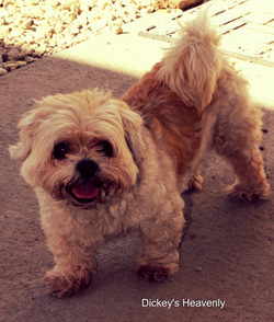 Aviary Photo_130581303691019420.png