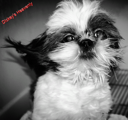 Aviary Photo_130581307436952032.png