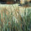 Thumbnail: Grassy Study - paper, 15x11"