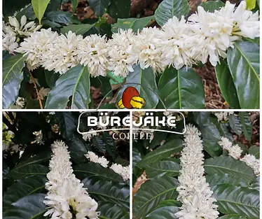 BUREJAKECOFFEE