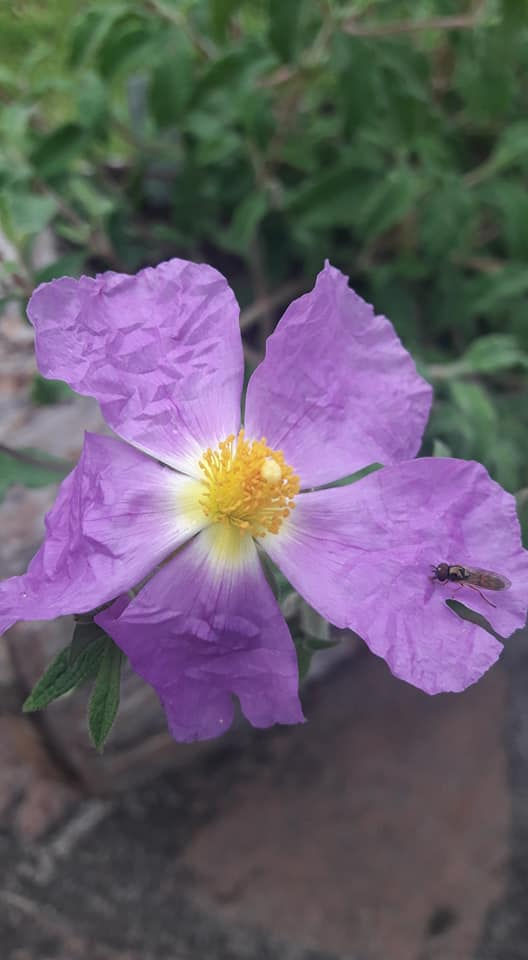 Zistrose - Cistus incanus